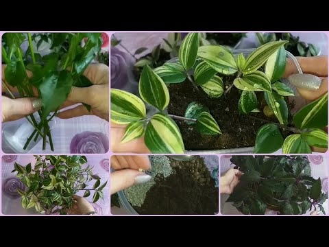 Видео: Укореняю Бугенвиллию по-новому🌷Формирую🌱Размножаю Гинуру и Традесканцию Радужный Холм🌷Уход🌱Грунт