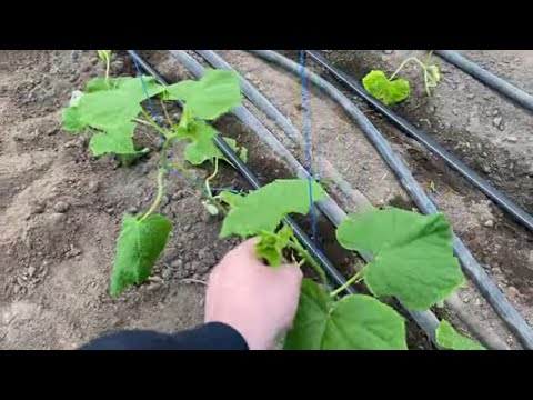 Видео: Высадка огурца в теплицы зимой.