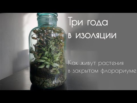 Видео: Три года в изоляции. Как живут растения в закрытом флорариуме