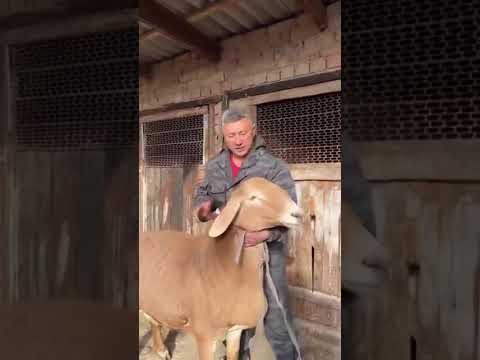 Видео: Хозяйство Замир Байке Беловодское  матка по кличке Цара🤝🇰🇬