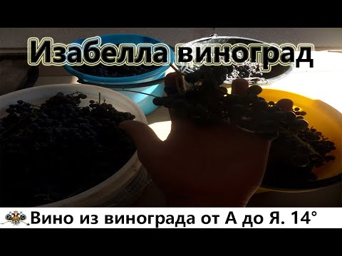 Видео: Вино из винограда изабелла от А до Я. 14 градусов