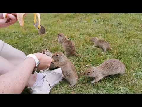 Видео: Прикольные суслики