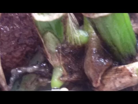 Видео: Каттлеи, пересадка, новый субстрат.Результат через неделю! ! !   И бутоны у медузы)))