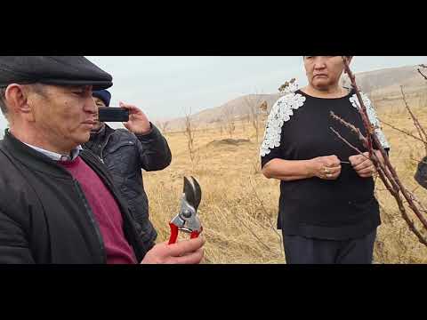 Видео: Бак отургузалы туугандар.