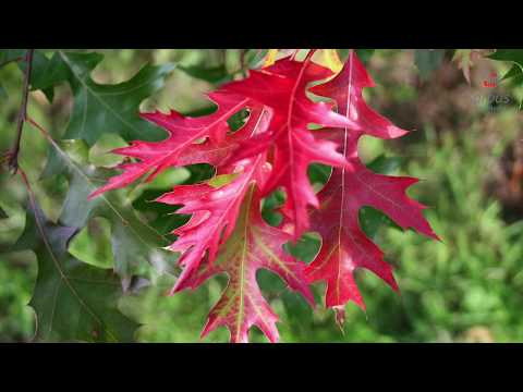 Видео: Дуб летний и дуб северный.