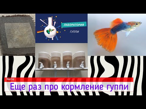 Видео: Еще раз про кормление гуппи