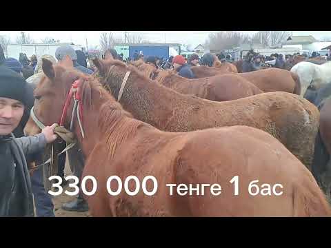 Видео: 11.01.2024.Жетісай .Күлпаршін мал базары.Жылқылар,биелер,көкпар шабатын аттар,байталдар,құлындар,тюе