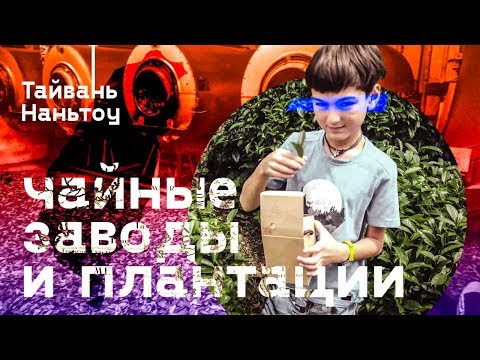 Видео: Тайвань. Завод одного сорта чая и плантации в Наньтоу.