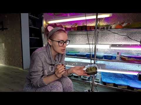 Видео: ЗЕЛЕНЬ И ПЛЕСЕНЬ НА РАССАДЕ,КАК БОРОТЬСЯ.