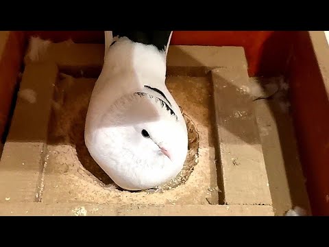 Видео: Какие гнёзда делаю моим голубям/How to make pigeon nests