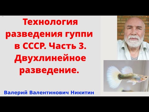 Видео: Технология разведения гуппи в СССР. Часть 3. Двухлинейное разведение.