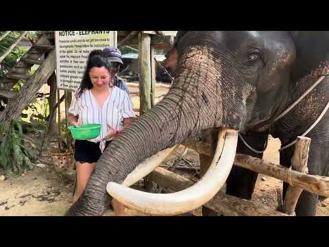 Видео: Тайланд🏝️Проіхалися на слоні  в Тайланді 🐘🐘🐘