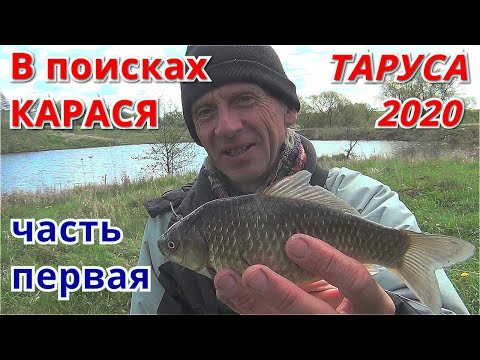 Видео: Ловля карася в окрестностях Тарусы в мае 2020. Карась на боковой кивок. Часть первая.
