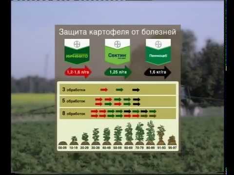 Видео: Система защиты картофеля от Байер