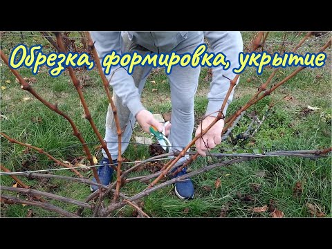 Видео: Простая обрезка 4-х и 1-летнего кустов винограда.