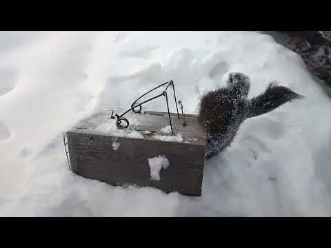 Видео: Охота на соболя. Удача, ящик сработал.
