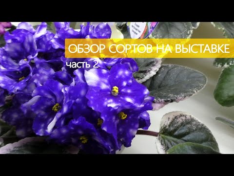 Видео: Обзор стандартных сортов сенполий на выставке в Доме Фиалки, часть 2