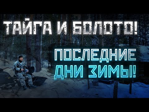 Видео: В поисках медведя! Тайга и болото! Последние дни зимы в избе!