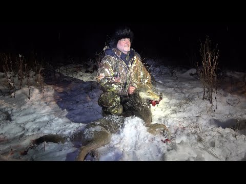 Видео: Охота на ВОЛКА! Ну и охота на ЛОСЯ заодно