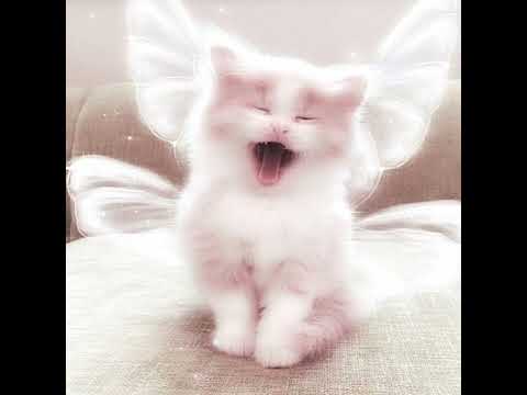 Видео: Потап и Настя- Умамы🕊/speed up/💘💘💘💘