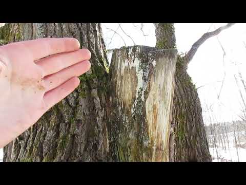 Видео: Как не нужно обрезать деревья. Правила и практика.