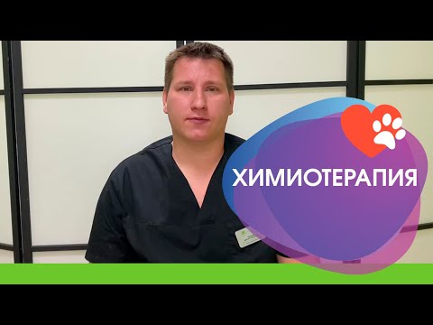 Видео: Химиотерапия в ветеринарии
