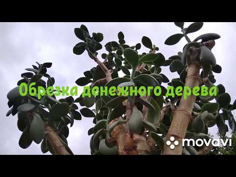 Видео: Обрезка толстянки/денежного дерева✂🌿