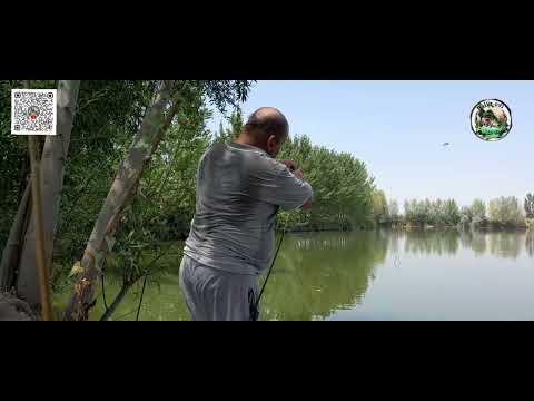 Видео: Андижонда балик ови