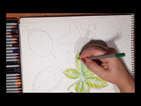 Видео: Листя дерев. 5 клас образотворче мистецтво. Графіка.