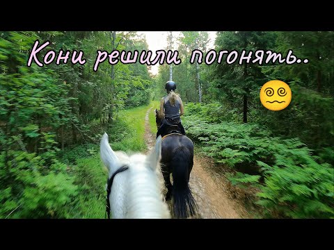 Видео: Конная прогулка в ЛЕС 🌲 | КоноVLOG