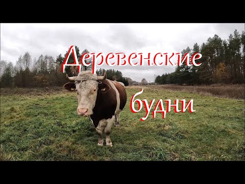 Видео: Осенний этюд. Возим с Кузькой навоз.