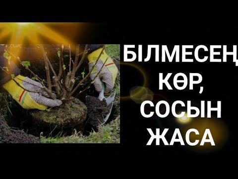 Видео: Ағашты қалай отырғызу керек ағаш отырғызу видео жеміс ағаштарын күтіп баптау көшет отырғызу әдісі