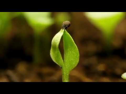 Видео: Видео # 4 Кирми лойхураки Калифорния дар шаҳри Хуҷанд. 1 м кв 2500 сомони. +992929162244