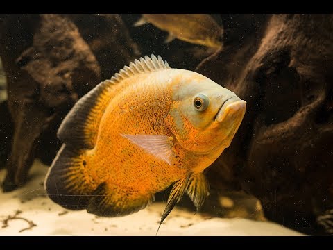 Видео: Вся правда про астронотуса, Астронотус глазчатый, Astronotus ocellatus