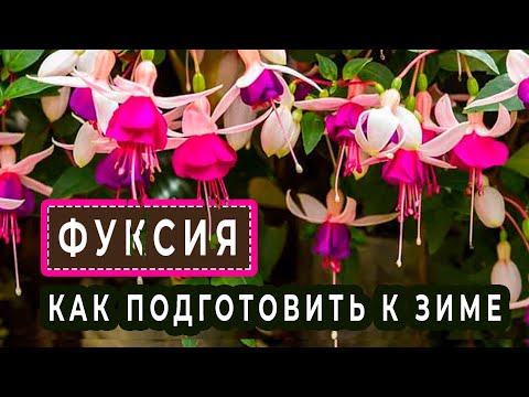 Видео: ФУКСИИ Как подготовить к зимовке?