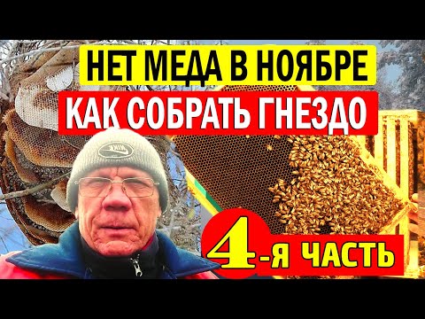 Видео: Пасека в ноябре. Как СОБРАТЬ ГНЕЗДА ПЧЕЛ в зиму, КОГДА НЕТ МЕДА?