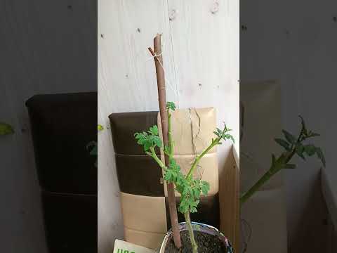 Видео: Огородик 9 июля 2025 г.