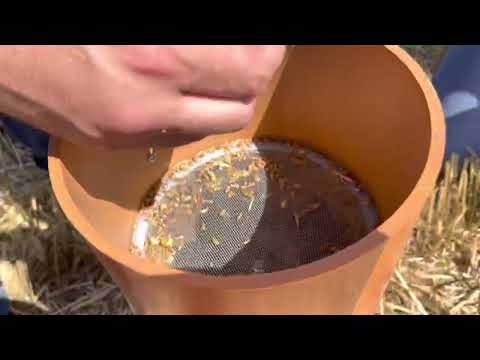 Видео: Уборка пшеницы 2022. Анализ потерь после комбайна. Телеграмм-канал Фугустим.