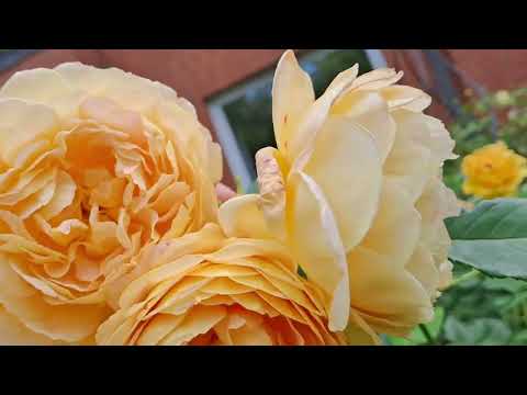 Видео: 💖 Englische Rosen & Edelrosen 💖 2 welle  Английские  розы 15.08.25 
