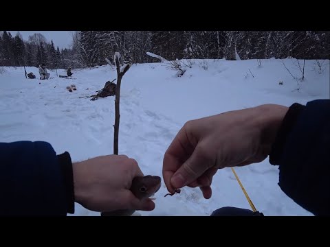 Видео: Рыбалка 2020. Ловлю хариуса зимой.