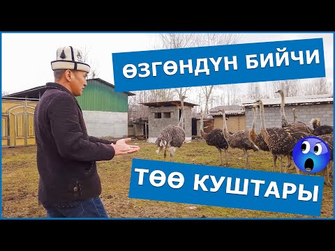 Видео: ТӨӨ КУШ БАГЫП МИЛЛИОНДОРДУ ТАПСА БОЛОТ / ӨЗГӨНДӨГҮ ӨЗГӨЧӨ ТӨӨ КУШТАР