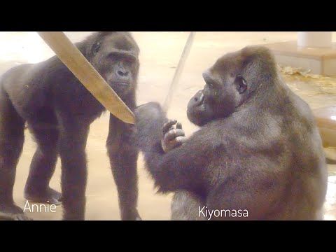 Видео: Самка гориллы ухаживает за раненым самцом. Семья Шабани