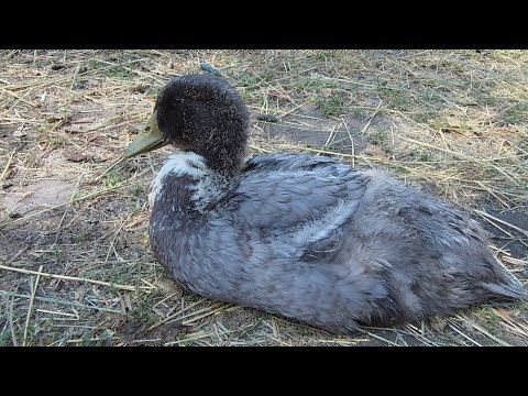 Видео: Выращивание уток Голубой Фаворит / Затраты на содержание день 30 вес 2.2 кг