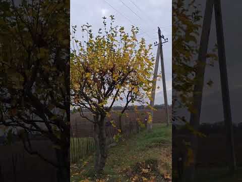 Видео: Мерефа, осенние зарисовочки,Гуляем с другом Арнольдом.