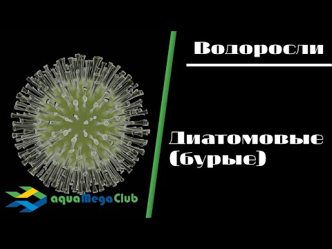 Видео: Как побороть диатомовые (бурые) водоросли в аквариуме?