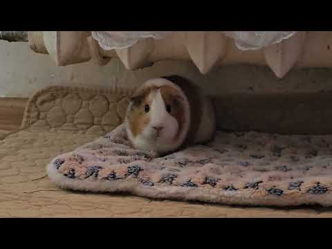 Видео: Свинки Барсук и Белка пытаются гулять вместе. Проблема в том, что Белка боится других свинок