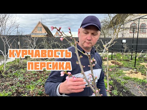 Видео: Как избежать курчавости персика 🍑