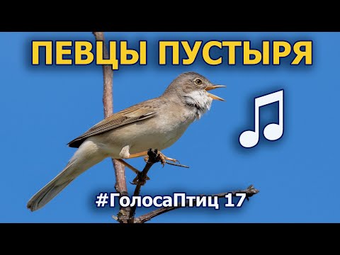 Видео: Поющий птичий пустырь и окрестности #ГолосаПтиц 17