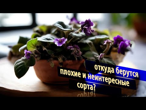 Видео: Плохие и неинтересные сорта сенполий. Откуда они берутся?