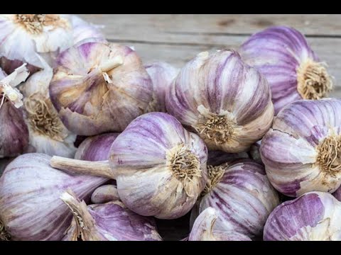 Видео: Озимий часник. Сорт "Харнас". Саджу 22.10.25 р.